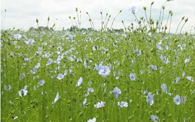 « LE LIN DANS L’EURE »